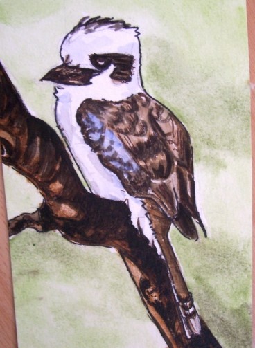 Kookaburra
