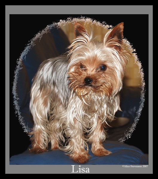 Yorkie