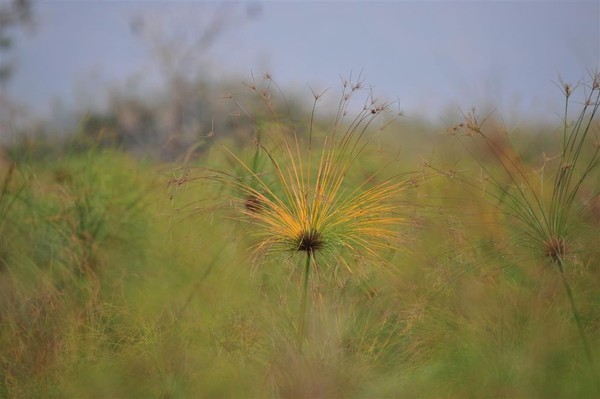 Hula lake-the papyrus