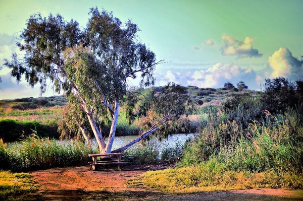 Alexander  river-Israel