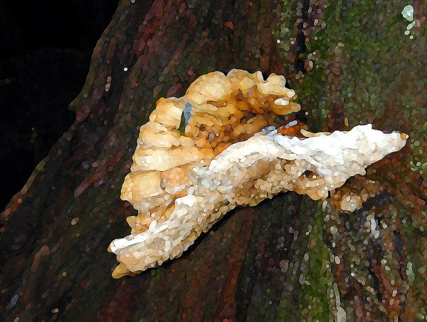 Shroom