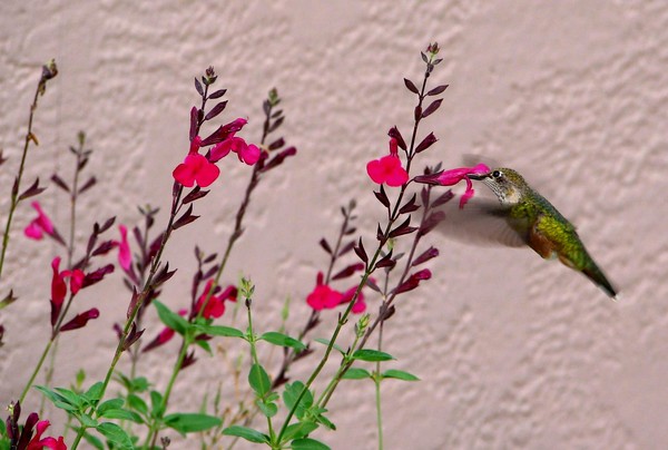 Hummingbird Delight