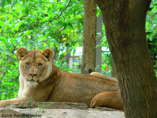 Lion's Stare