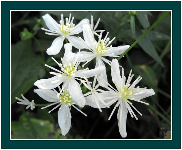 White Wild Flowers
