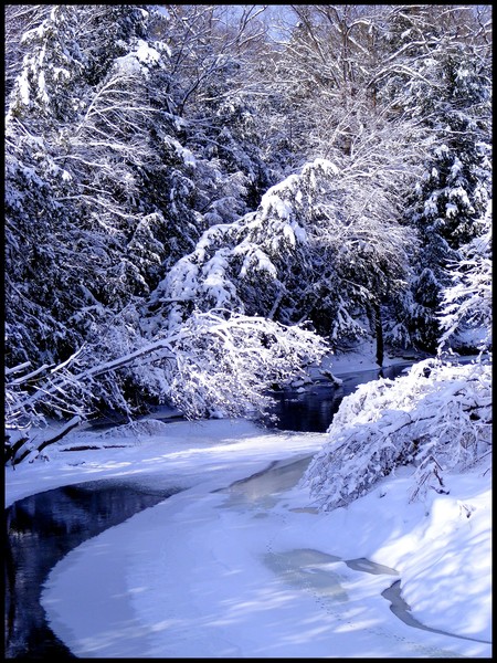 Snow Covered Pines And Creek