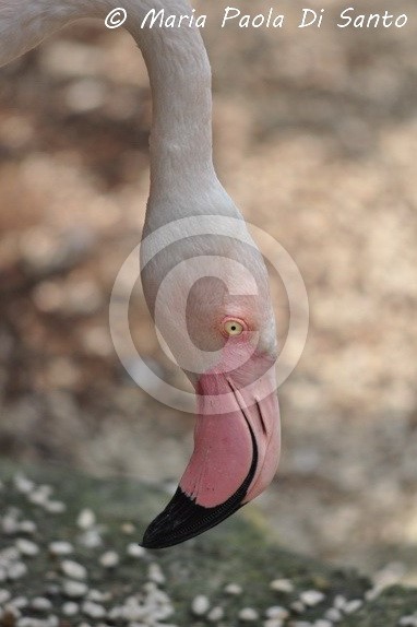 Pink flamingo (Phoenicopterus roseus)