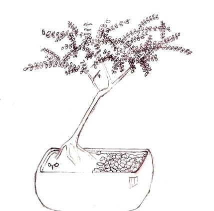 Bonsai Tree