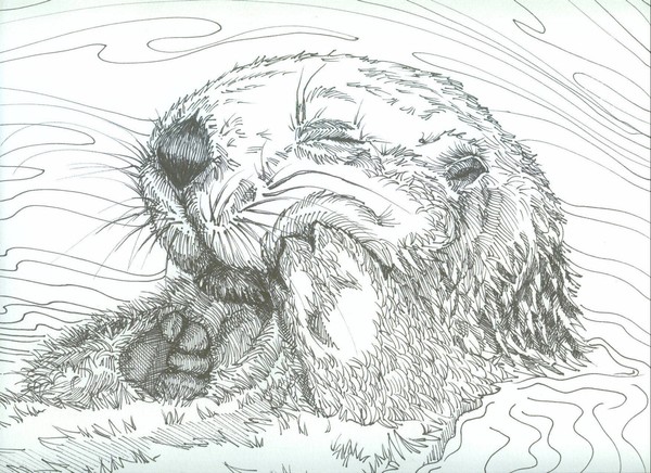 Sea Otter