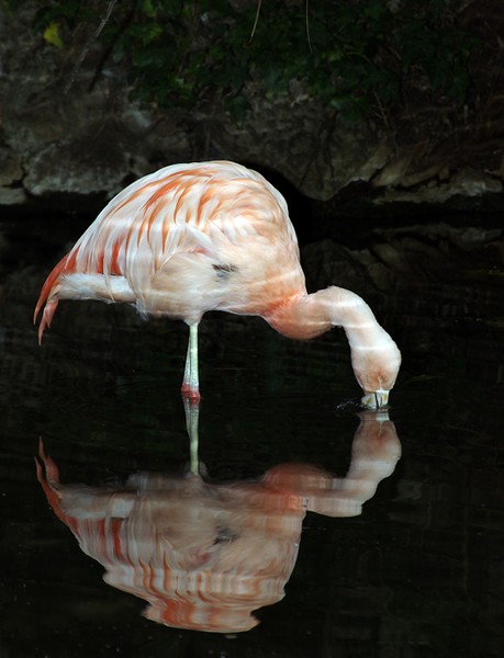 Flamingo Reflections,2