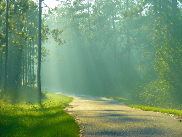 Early Morning Drive