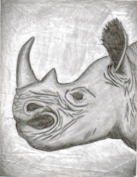 grunting rhino