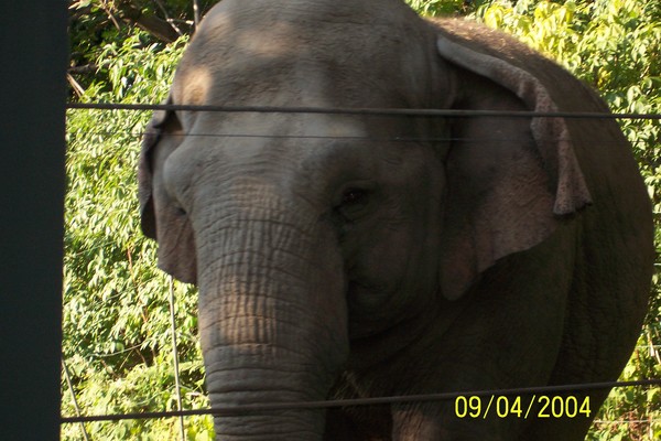 Elephant