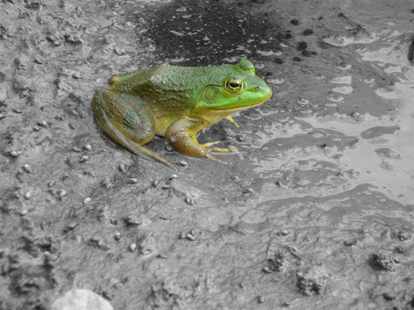 Frog 2
