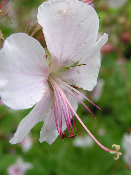 Graceful flower