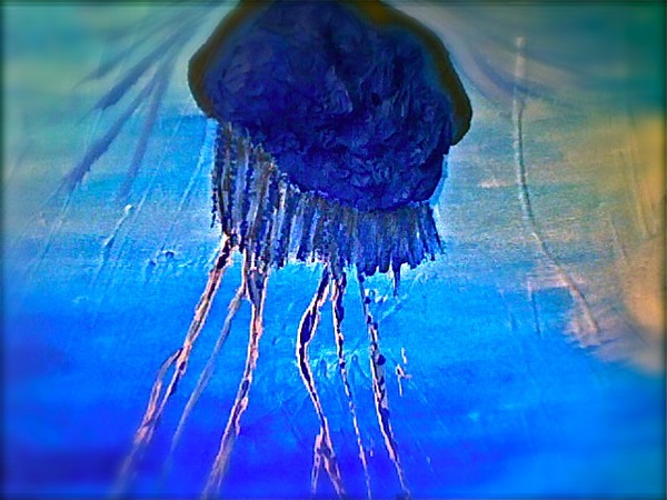 The Lone Jellyfish