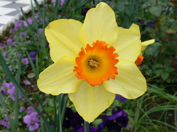 Flower Power