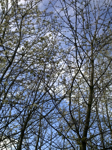 looking up