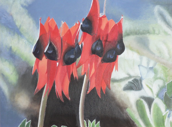 Sturt-pea