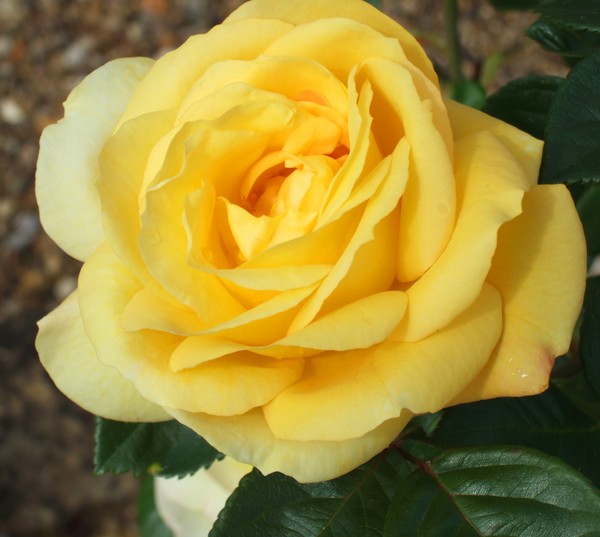 lemon rose