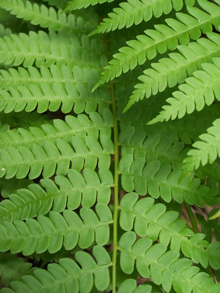 Lush Greens