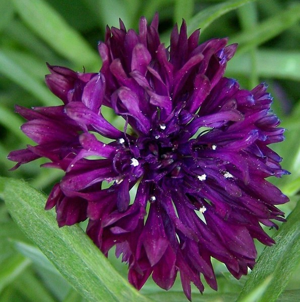 Pretty Bachelor Button
