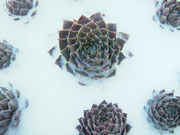 Cacti