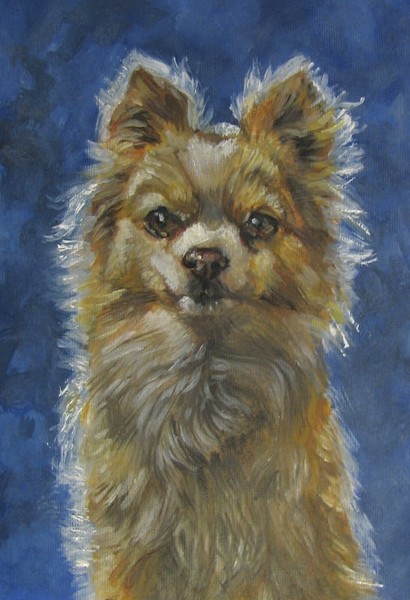 Chihuahuah