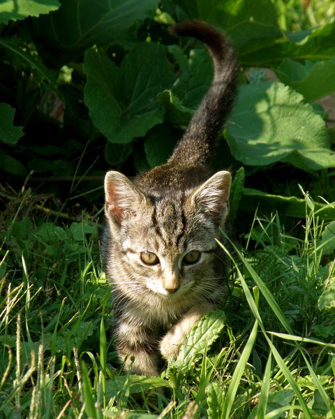 Dorothy 