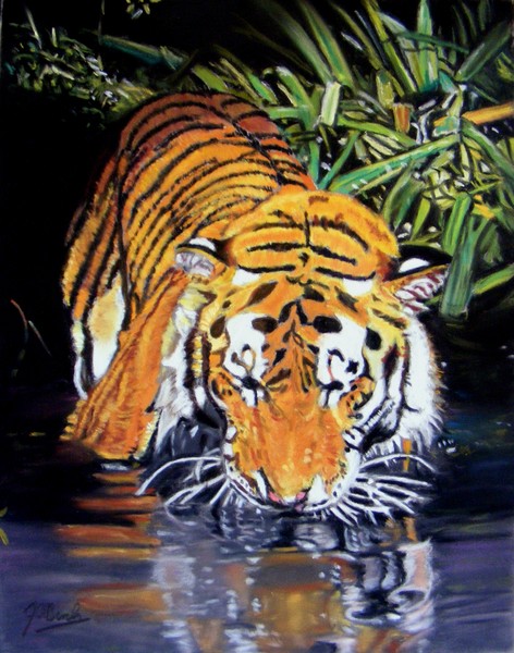 'Tiger' - A shaft of sunlight