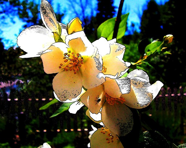 Sunlit