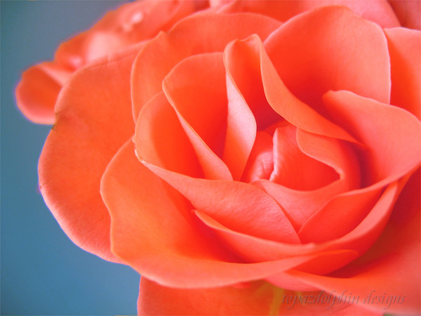 My Rose