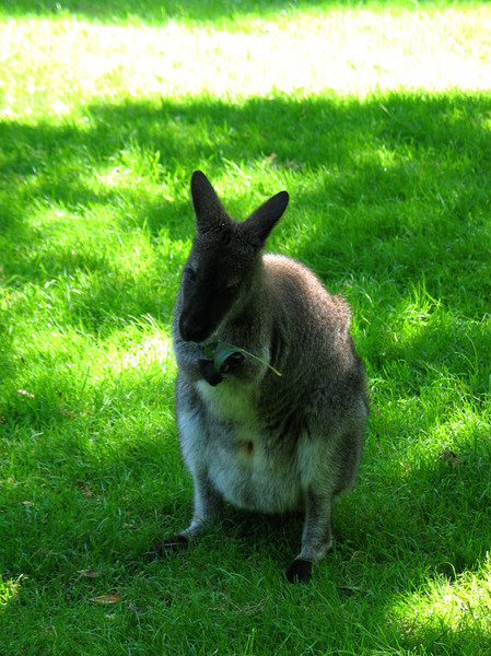 Kangarooooooo