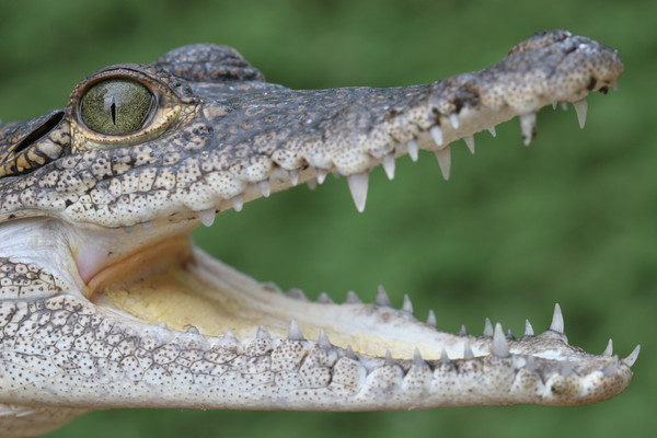 Crocodile