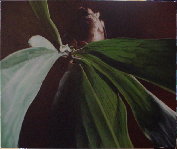 Staghorn
