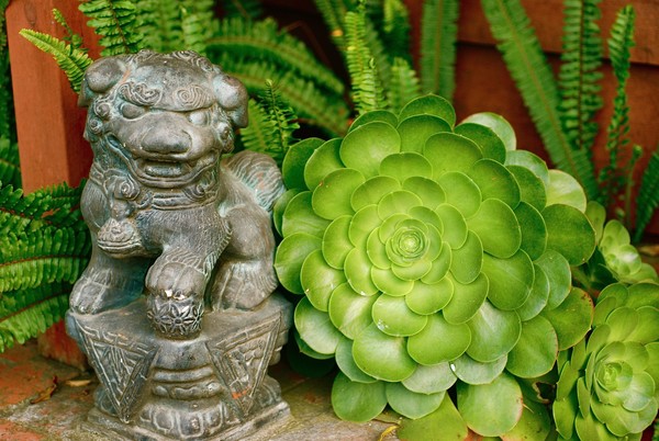 Asian Figure In Succulent Garden