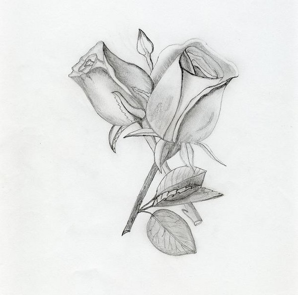Roses