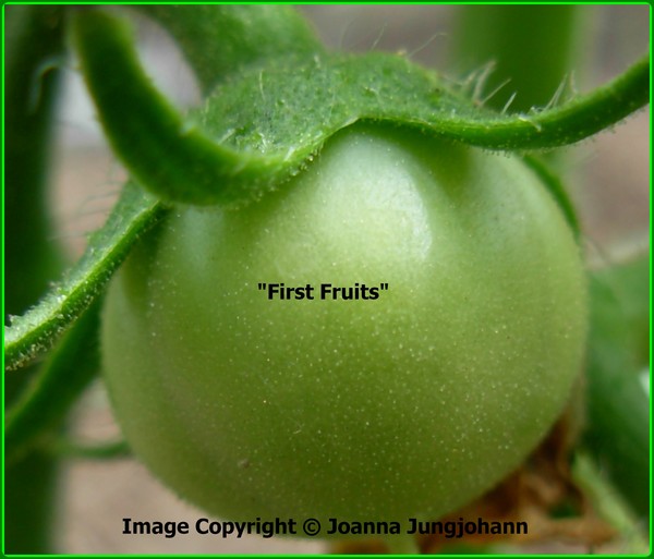 First Fruits
