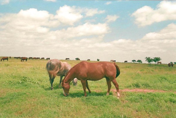 Horses in pasture