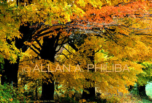 New England Autumn