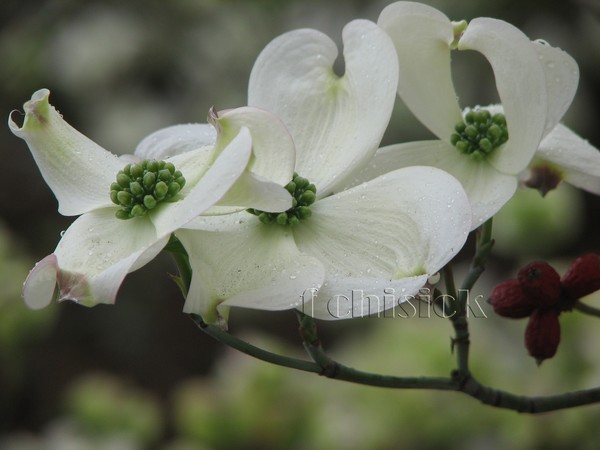 Dogwood with rain drops