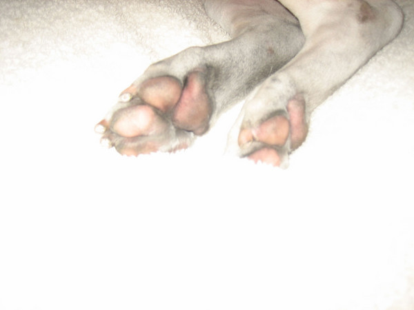 albino paws