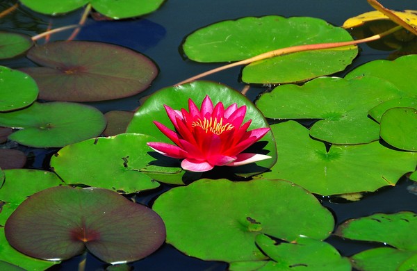  Nymphaea