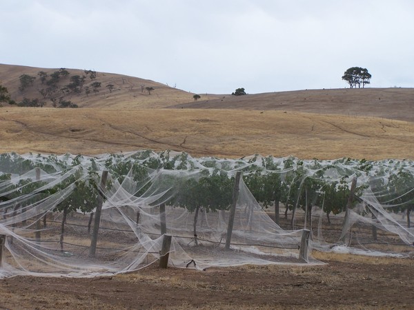Vines caught in the net.