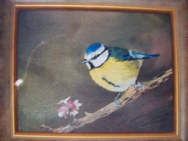 Blue Tit