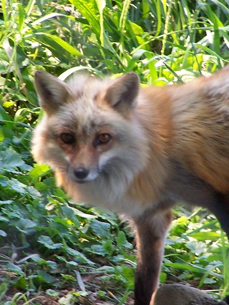 Foxy