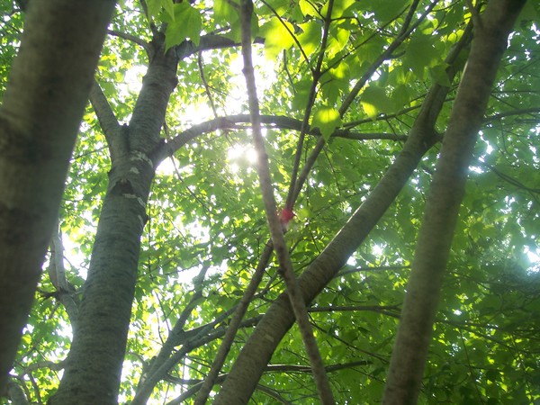 Red June