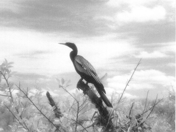 X Heron in the Everglades