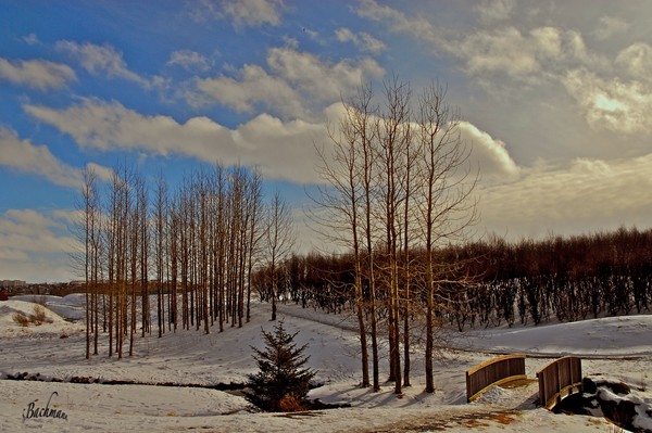  White Christmas ?