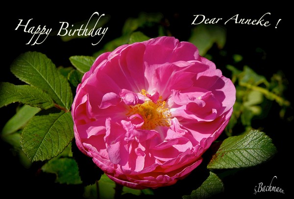  Happy Birthday Anneke !
