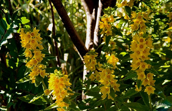  Something yellow and warm !